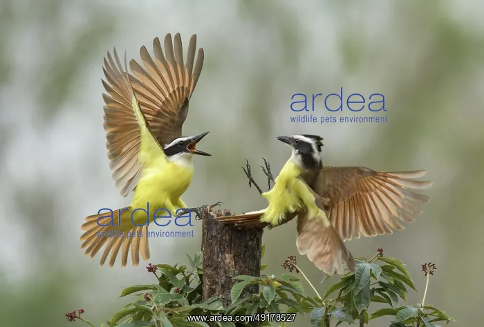 : Great Kiskadee (Pitangus sulphuratus) wrangling : Great Kiskadee (Pitangus sulphuratus) wrangling