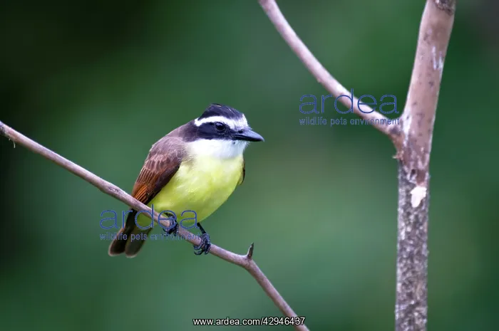 : Great Kiskadee - sitting on branch : Great Kiskadee - sitting on branch