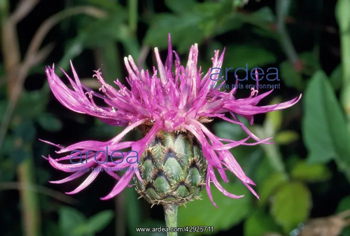 : Great Knapweed Flower - head : Great Knapweed Flower - head