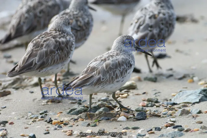 : Great Knot : Great Knot