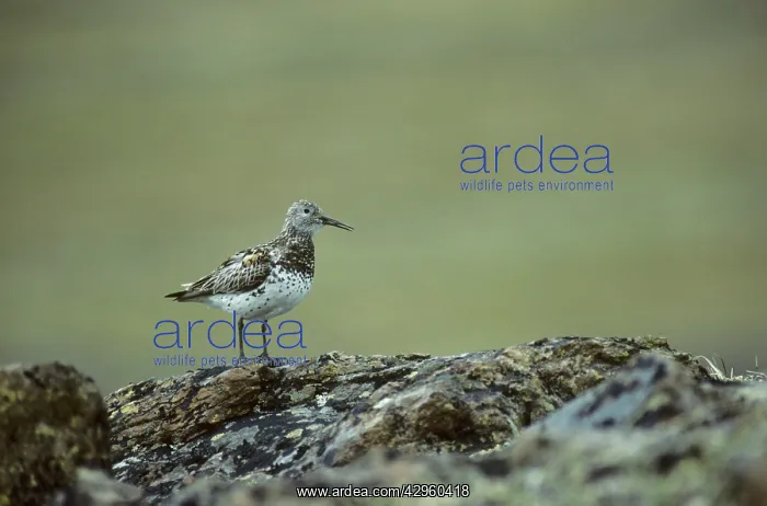 : Great Knot - On Breeding Grounds : Great Knot - On Breeding Grounds