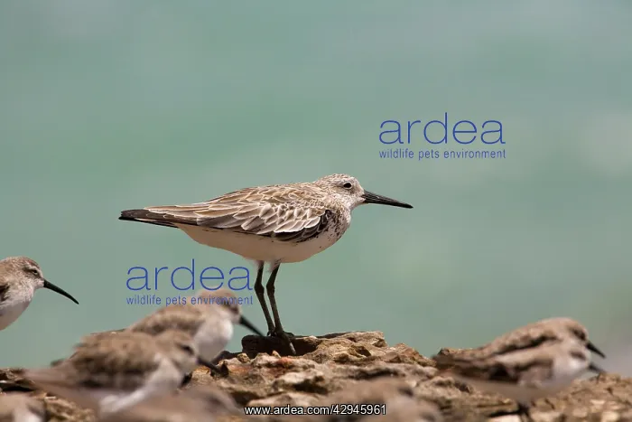 : Great Knot - in winter plumage facing a strong wind : Great Knot - in winter plumage facing a strong wind
