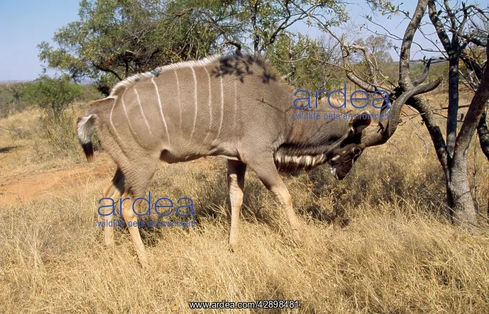 : Great Kudu : Great Kudu