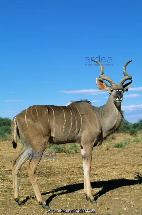 : Great KUDU - side on : Great KUDU - side on