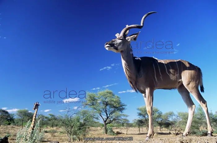 : Great KUDU : Great KUDU