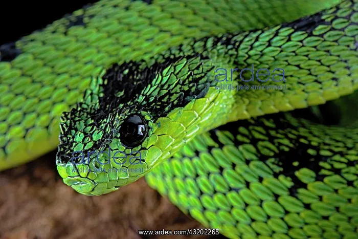 : Great Lakes Bush Viper (Atheris nitschei) : Great Lakes Bush Viper (Atheris nitschei)