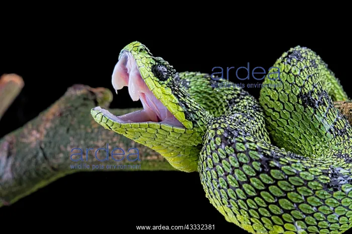 : Great Lakes Bush Viper (Atheris nitschei), with : Great Lakes Bush Viper (Atheris nitschei), with