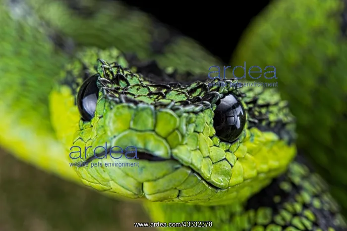 : Great Lakes Bush Viper (Atheris nitschei), animal : Great Lakes Bush Viper (Atheris nitschei), animal