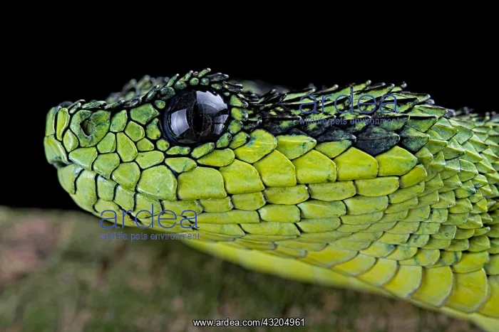 : Great Lakes Bush Viper (Atheris nitschei), captive : Great Lakes Bush Viper (Atheris nitschei), captive