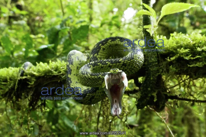 : Great Lakes Bush Viper - striking with mouth wide open : Great Lakes Bush Viper - striking with mouth wide open