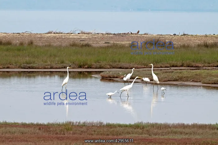 : Great and Little Egrets (Egretta garzetta) - in : Great and Little Egrets (Egretta garzetta) - in