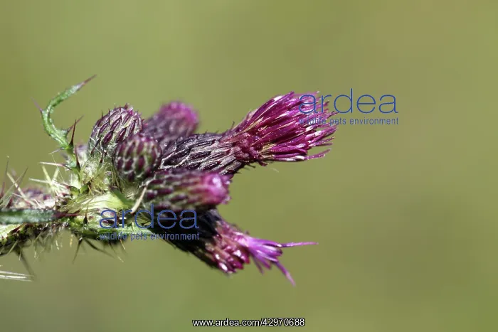 : Great Marsh Thistle : Great Marsh Thistle