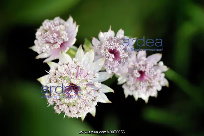 : Great Masterwort : Great Masterwort