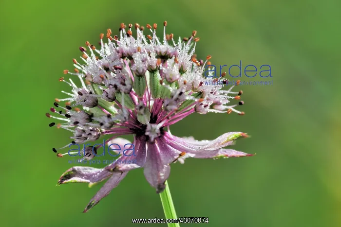 : Great Masterwort : Great Masterwort