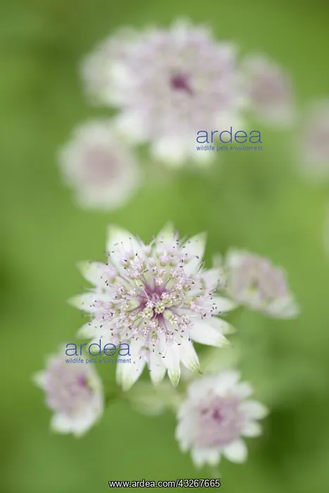 : Great Masterwort (Astrantia major) flowering, F : Great Masterwort (Astrantia major) flowering, F