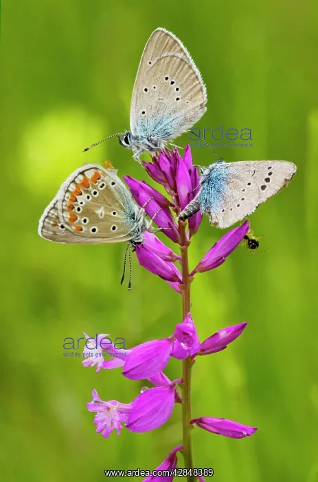 : Great Milkwort - with mainly Mazarine Blues butterflies : Great Milkwort - with mainly Mazarine Blues butterflies