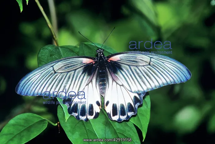 : Great Mormon Butterfly : Great Mormon Butterfly