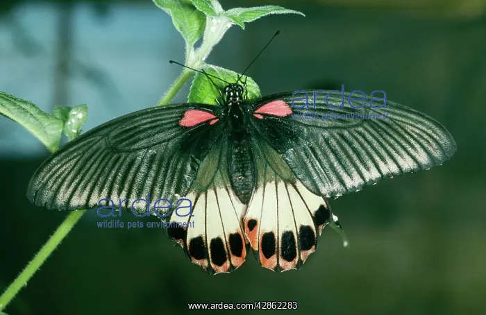 : Great Mormon Butterfly - Female : Great Mormon Butterfly - Female