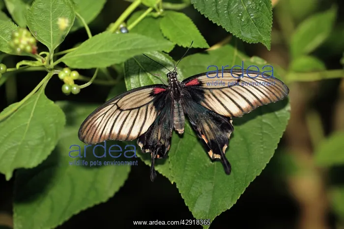 : Great Mormon Butterfly - resting on leaf : Great Mormon Butterfly - resting on leaf