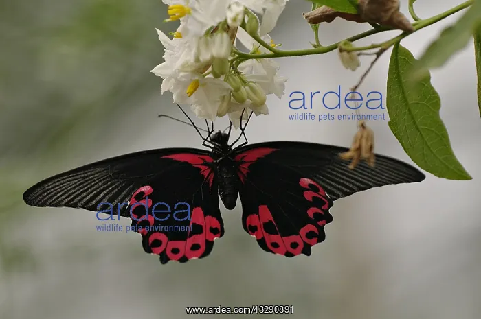 : Great Mormon (Papilio memnon) on a flower, The : Great Mormon (Papilio memnon) on a flower, The