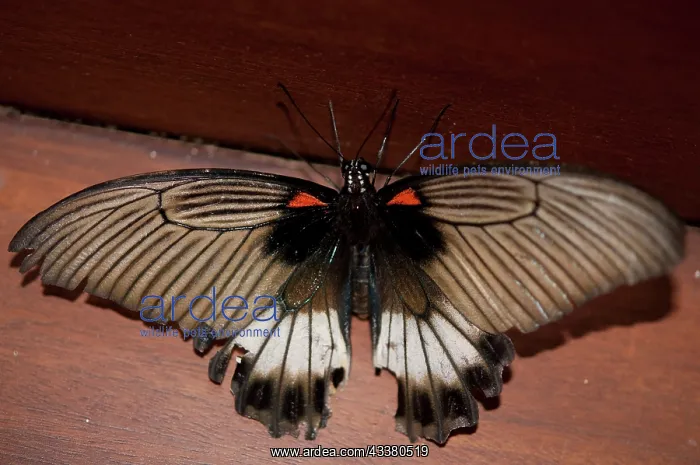 : Great Mormon Swallowtail Butterfly : Great Mormon Swallowtail Butterfly