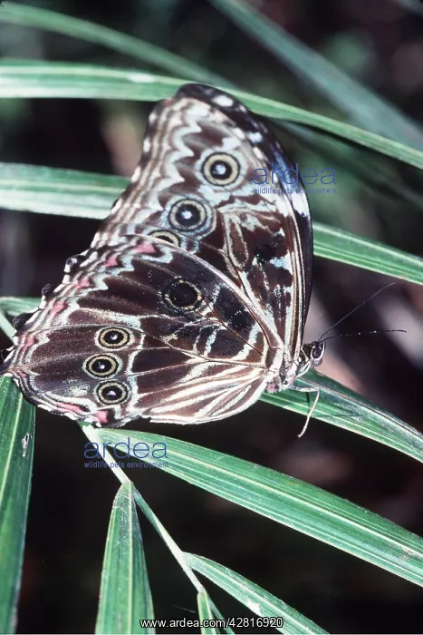 : GREAT MORPHO BUTTERFLY : GREAT MORPHO BUTTERFLY