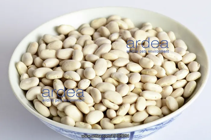 : Great Northern Bean : Great Northern Bean