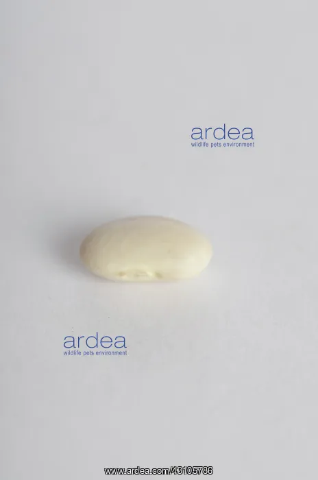 : Great Northern Bean : Great Northern Bean