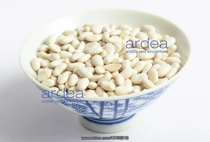 : Great Northern Bean : Great Northern Bean