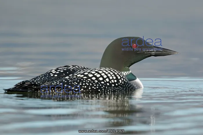 : Great Northern Diver : Great Northern Diver
