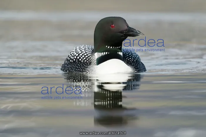 : Great Northern Diver : Great Northern Diver