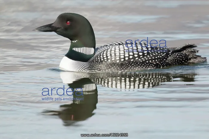 : Great Northern Diver : Great Northern Diver