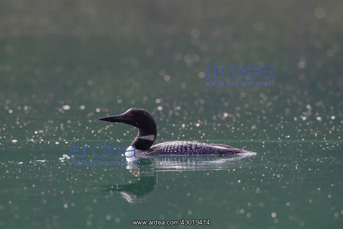  : Great Northern Diver adult