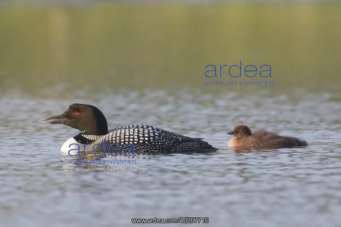 : Great Northern Diver - adult bird with chicks - : Great Northern Diver - adult bird with chicks -