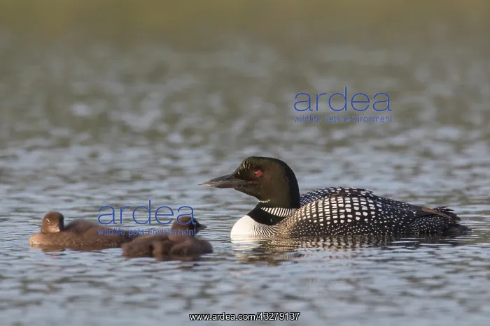 : Great Northern Diver - adult bird with chicks - Iceland : Great Northern Diver - adult bird with chicks - Iceland