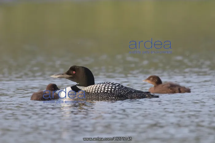  : Great Northern Diver - adult bird with chicks - Iceland