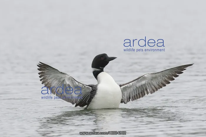 : Great Northern Diver - adult bird flapping its wings : Great Northern Diver - adult bird flapping its wings