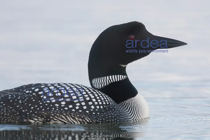 : Great Northern Diver - adult bird portrait - Iceland : Great Northern Diver - adult bird portrait - Iceland