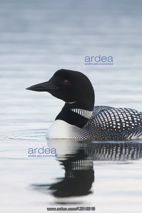 : Great Northern Diver - adult bird portrait - Iceland : Great Northern Diver - adult bird portrait - Iceland