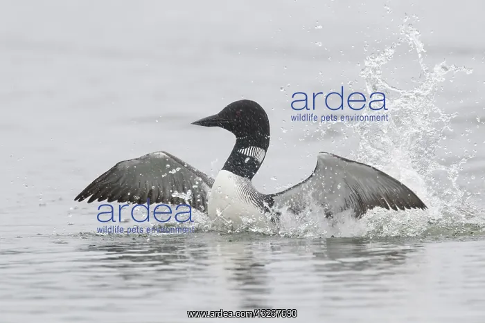 : Great Northern Diver - adult diver displaying on : Great Northern Diver - adult diver displaying on