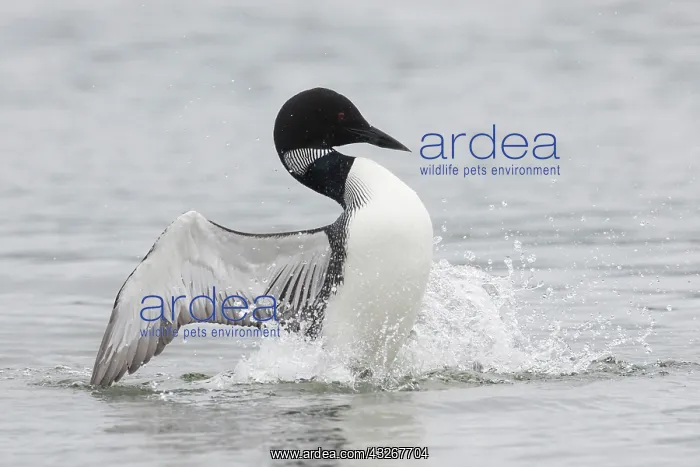 : Great Northern Diver - adult diver displaying on : Great Northern Diver - adult diver displaying on