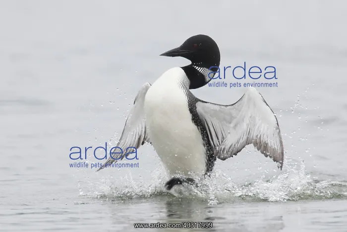 : Great Northern Diver - adult diver displaying on : Great Northern Diver - adult diver displaying on