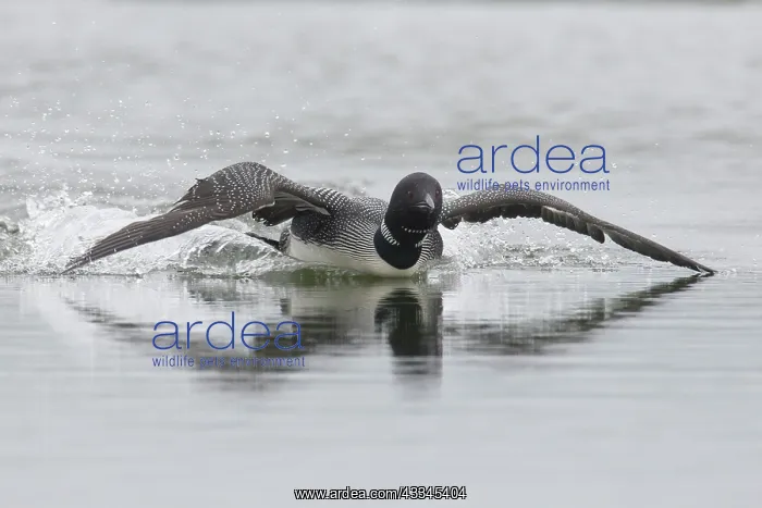 : Great Northern Diver - adult diver displaying on : Great Northern Diver - adult diver displaying on