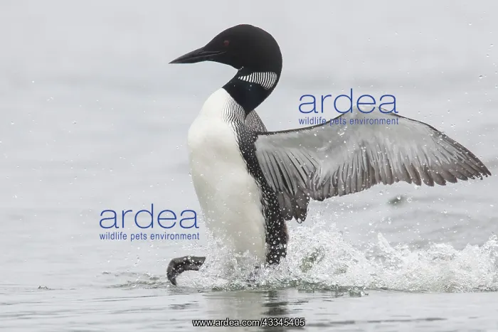 : Great Northern Diver - adult diver displaying on : Great Northern Diver - adult diver displaying on