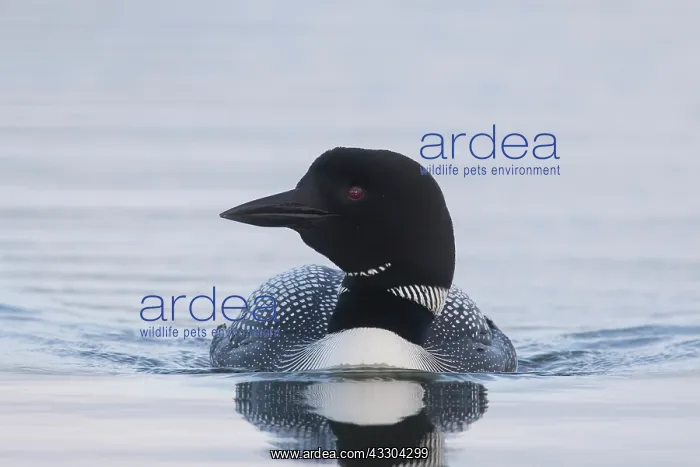 : Great Northern Diver - adult diver swimming - Iceland : Great Northern Diver - adult diver swimming - Iceland