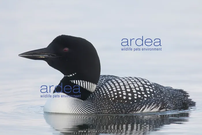 : Great Northern Diver - adult diver swimming - Iceland : Great Northern Diver - adult diver swimming - Iceland