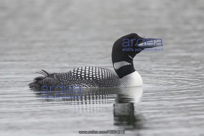 : Great Northern Diver - adult diver swimming - Iceland : Great Northern Diver - adult diver swimming - Iceland