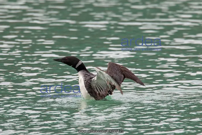 : Great Northern Diver adult flapping its wings : Great Northern Diver adult flapping its wings