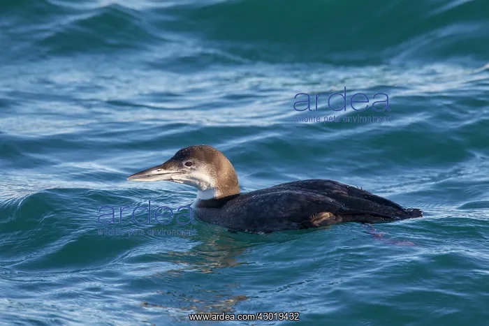: Great Northern Diver adult in winter plumage : Great Northern Diver adult in winter plumage