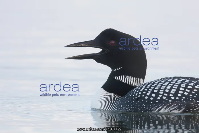 : Great Northern Diver - calling bird - Iceland : Great Northern Diver - calling bird - Iceland